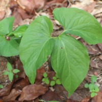 <i>Typhonium trilobatum</i>  (L.) Schott